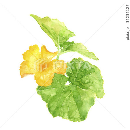畑に咲く満開のカボチャの花【手描き水彩画】白バック 素材 コピー