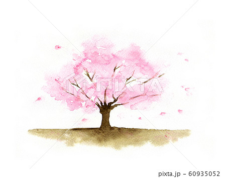 桜の木水彩画のイラスト素材 [60935052] - PIXTA