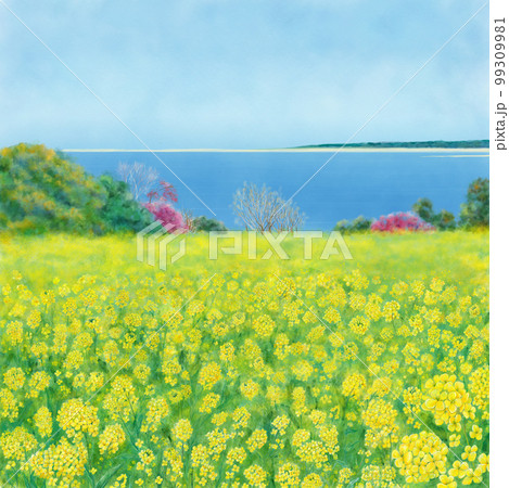菜の花畑 イラスト 風景 スケッチのイラスト素材 - PIXTA