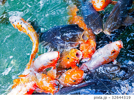 鯉 コイ 魚類 オレンジ色の写真素材 - PIXTA