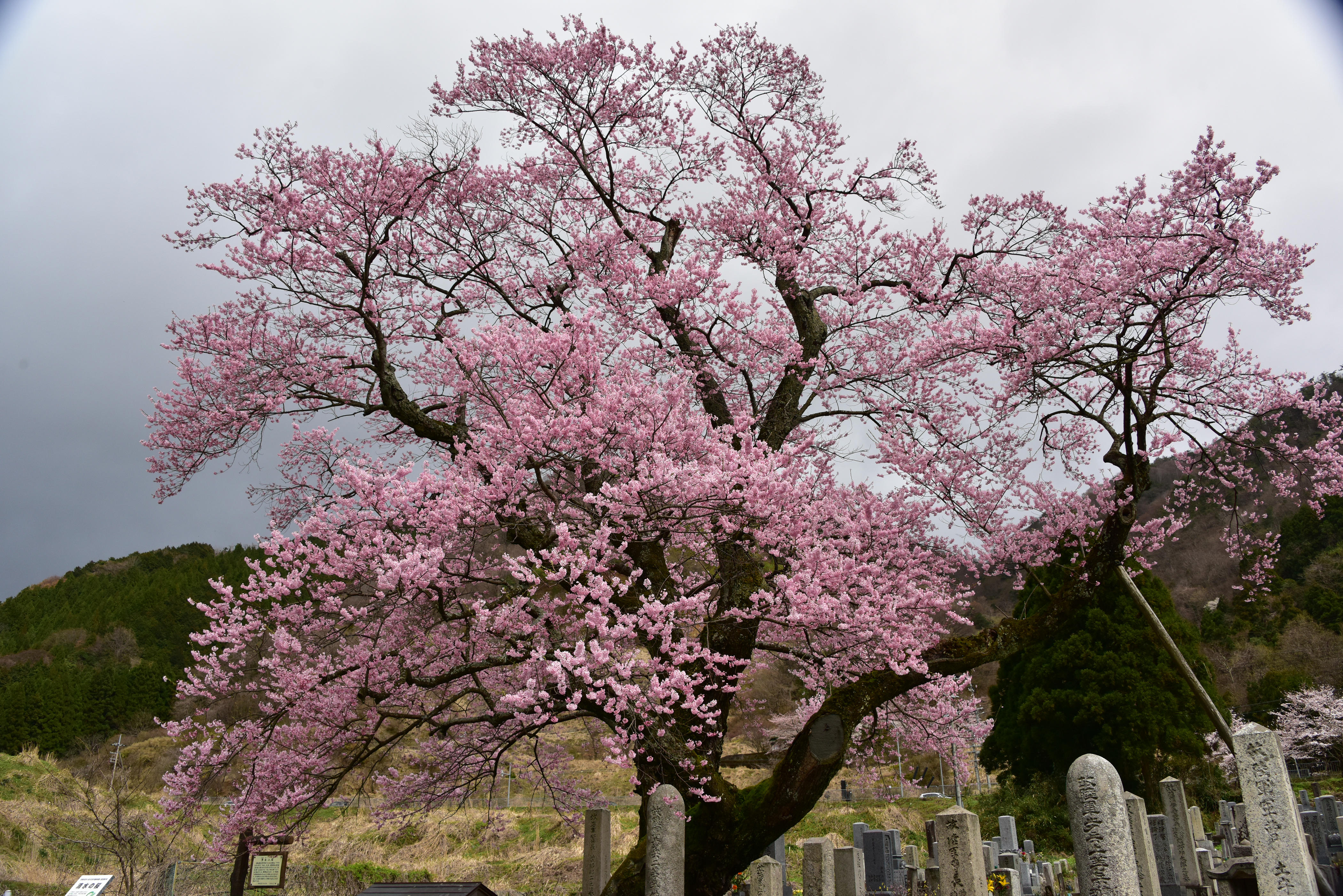 清水の桜 | びわ湖高島観光ガイド