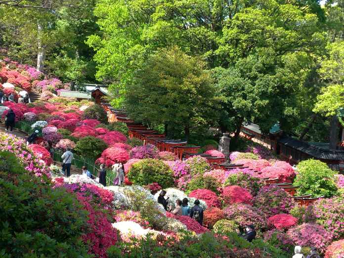 根津神社はツツジと千本鳥居が絶景！開花状況や見頃も解説【東京・文京