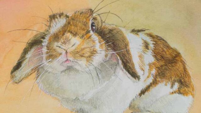 カラーでうさぎさんを描きました。｜木彫りうさぎのパパ。ティムのブログ