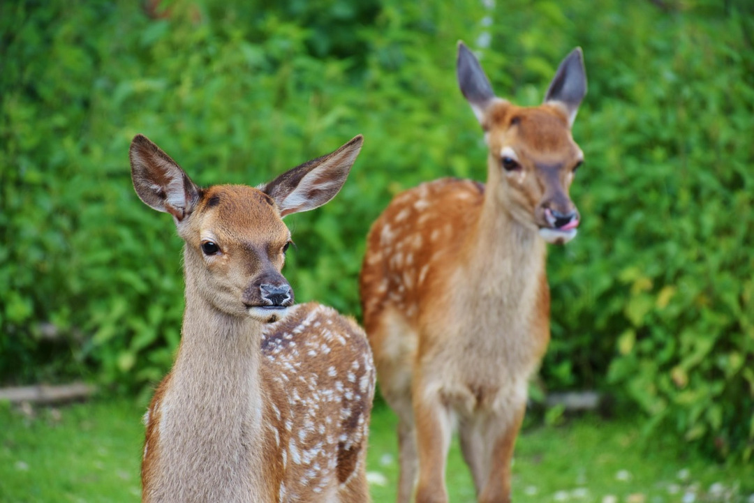 シカのツノは毎年抜ける？知って楽しい日本のシカ入門 | Tierzine