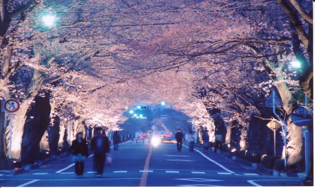 夜の森桜ライトアップについて | とみかん