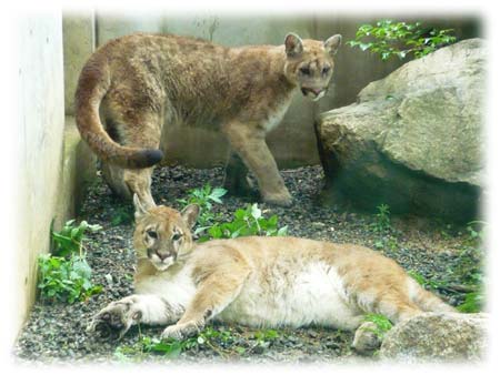 ピューマ | 動物紹介 | とくしま動物園