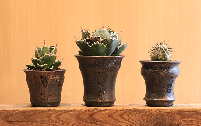 YOKOYAMA CAUDEX ART益子本店 ～塊根植物 アガベ鉢専門店～ | 益子焼