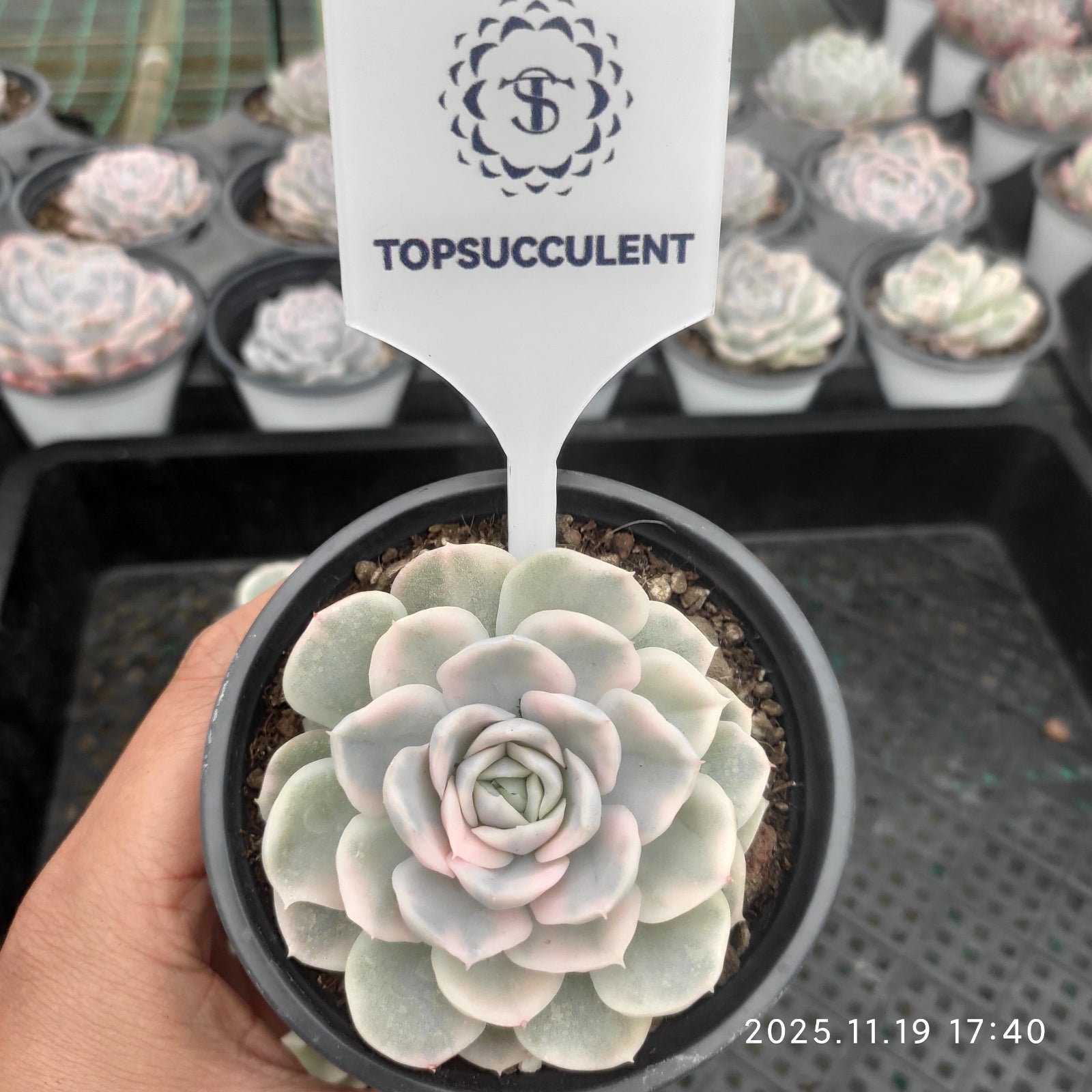 数量限定の新商品 – Top Succulent®