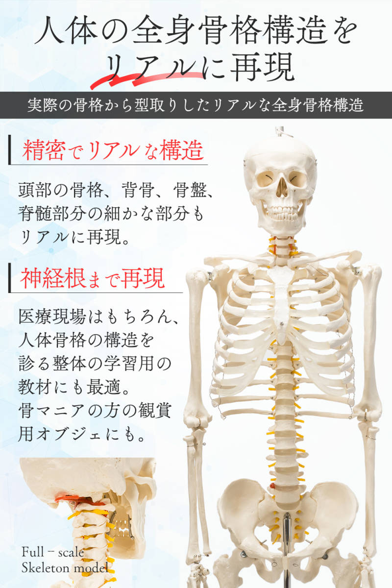 楽天市場】【国際規格認証品】等身大 人体模型 170cm 神経根有り 全身