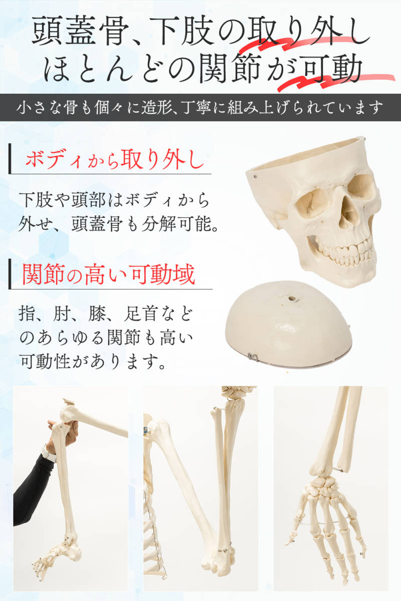 楽天市場】【国際規格認証品】等身大 人体模型 170cm 神経根有り 全身