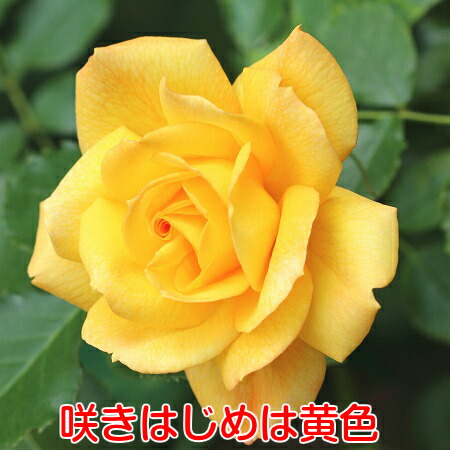楽天市場】バラ苗 サハラ98 5号鉢（直径15cm）つるバラ（クライミング