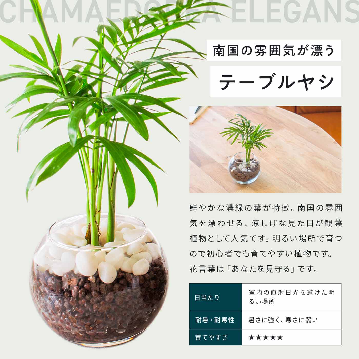 楽天市場】観葉植物 セット 3種 ハイドロカルチャー ガジュマル