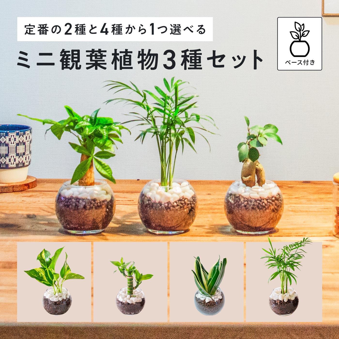 楽天市場】観葉植物 セットの通販
