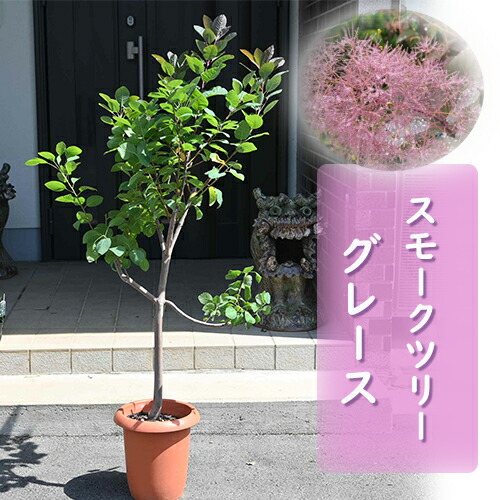 楽天市場】スモークツリー 苗木 グレース ケムリノキ150センチ～130