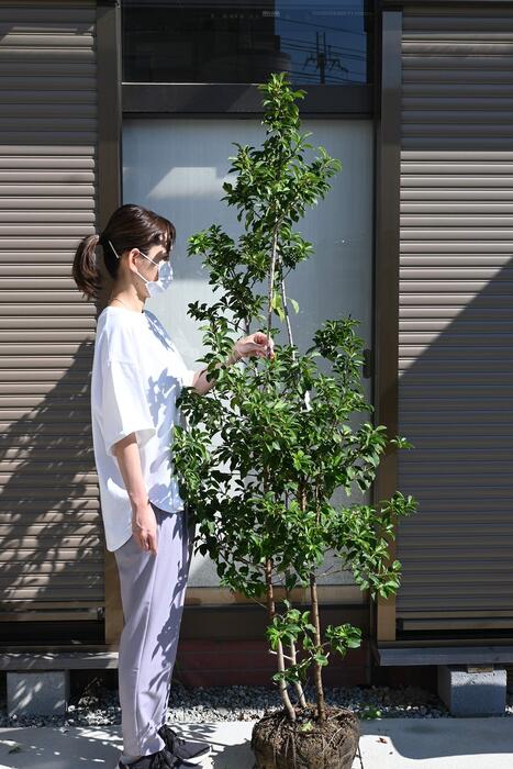 楽天市場】ソヨゴ植木 苗 大苗 150センチ前後シンボルツリー 常緑樹