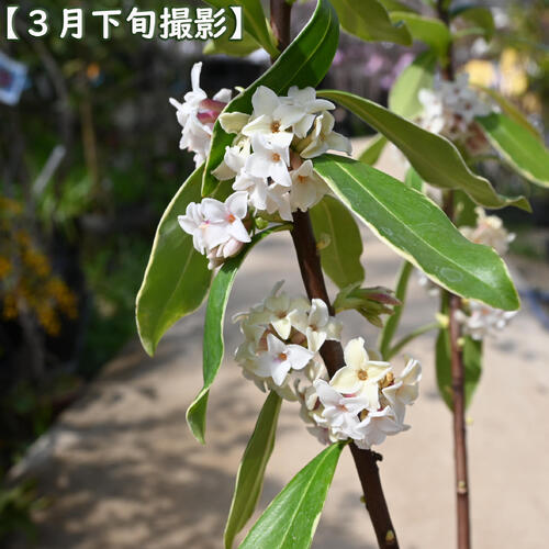 楽天市場】【2026年2月～3月開花】ギフト ジンチョウゲ鉢植え白沈丁花