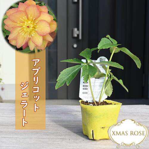 楽天市場】2023年新入荷 クリスマスローズ 苗 アプリコットジェラート