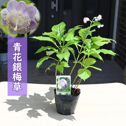 楽天市場】キンリョウヘン 金稜辺 赤花 花芽3芽付き 令和8年春開花