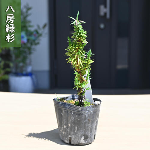 杉 盆栽」の人気商品一覧 | 安い商品を通販サイトから探す - 価格.com