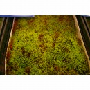 楽天市場】砂こけ1トレー 30×50センチトレー 【苔】 砂苔スナゴケ1