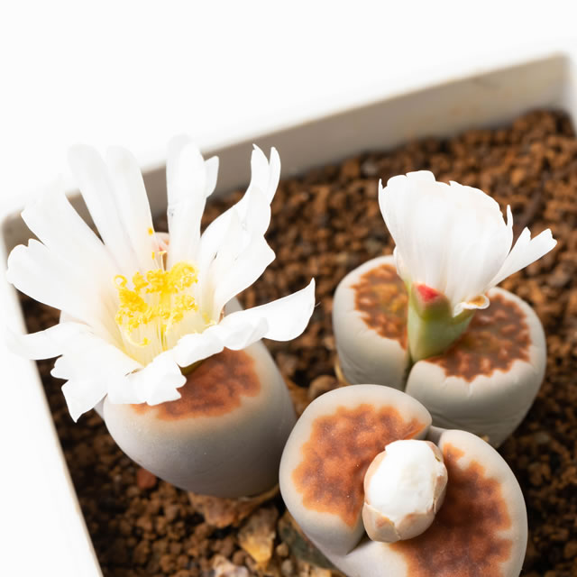 楽天市場】【多肉植物】生きる宝石 リトープスの種 （ミックス種）10粒