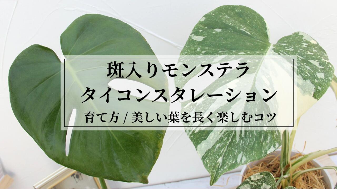 imgrc0111694588.jpg