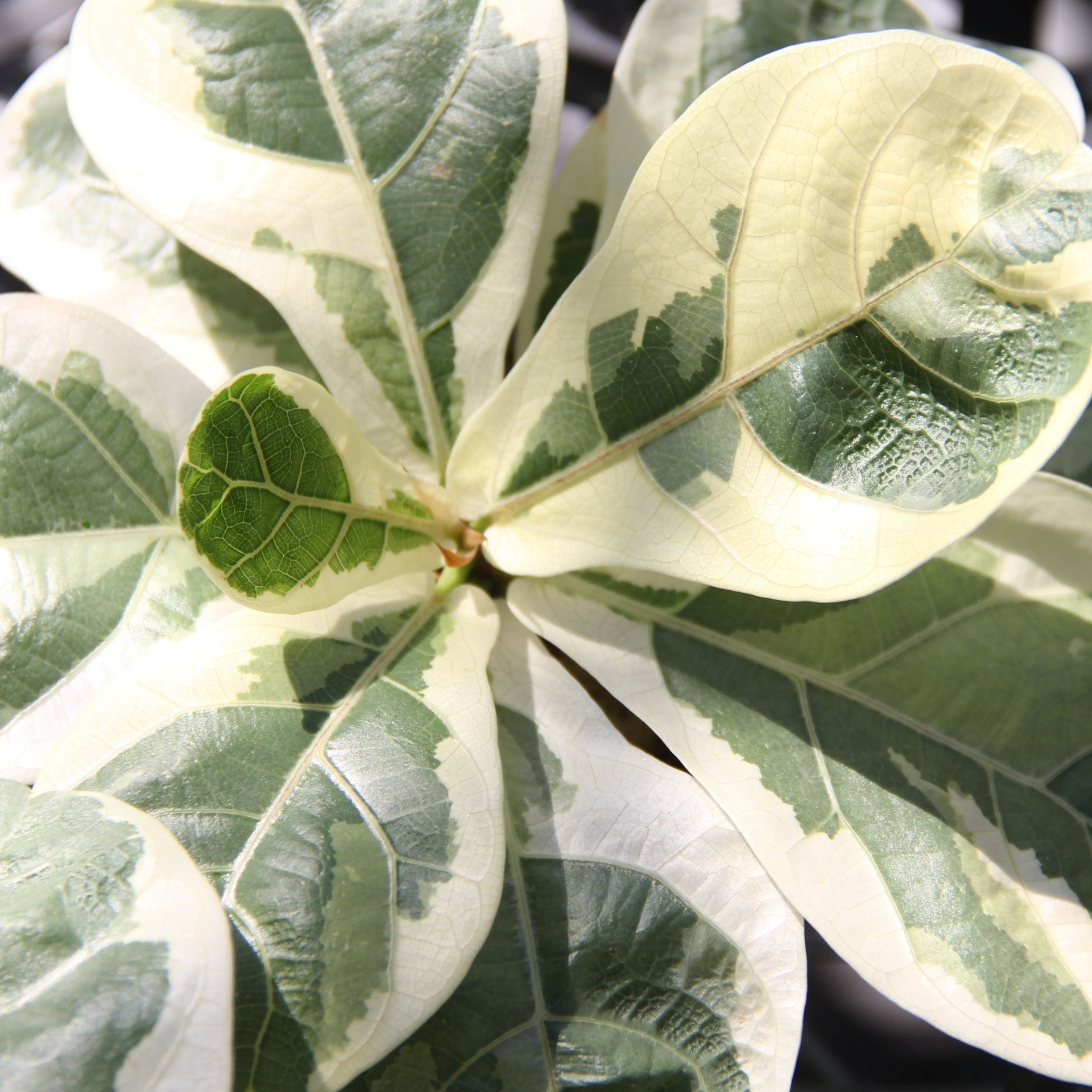楽天市場】『フィカス・リラータ・イヴォンヌ』Ficus lyrata 'Ivonne