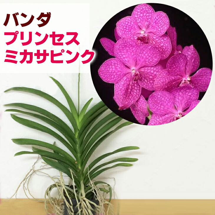 楽天市場】洋ランの苗『アスコセンダ (バンダ) プリンセス 「ミカサ