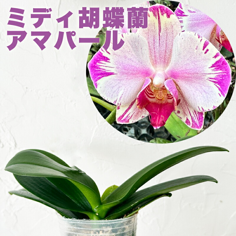 楽天市場】今ならつぼみ、または花付き！-- 話題のレア『ミディ胡蝶蘭