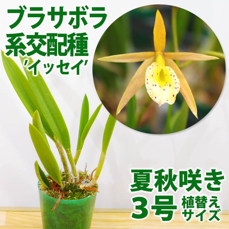 楽天市場】洋ランの苗『ブラッサボラ交配種 「イッセイ」【花咲く苗