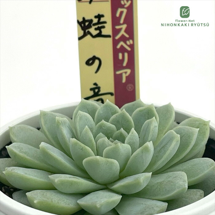 楽天市場】多肉植物 oriミックスベリア No.072 蛙の音 多肉植物 お