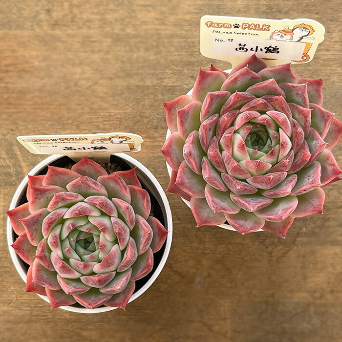 楽天市場】多肉植物 PAL nae セレクション No.012 茜小鶴 多肉植物