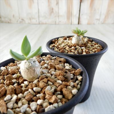 楽天市場】多肉植物 ca チレコドン レティキュラータ 万物想 実生苗