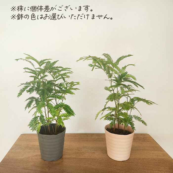 楽天市場】観葉植物 ネムノキ エバーフレッシュ 3.5号鉢 観葉植物 小型