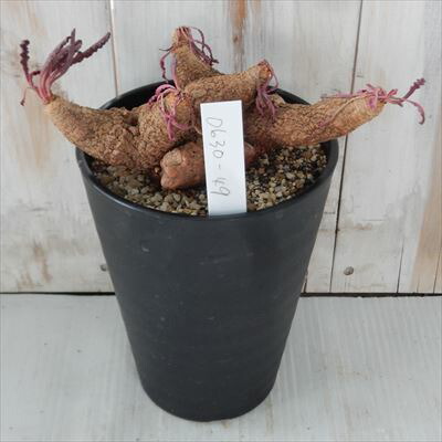 楽天市場】多肉植物 caユーフォルビア クリスパ 現品販売 0630-49 4号