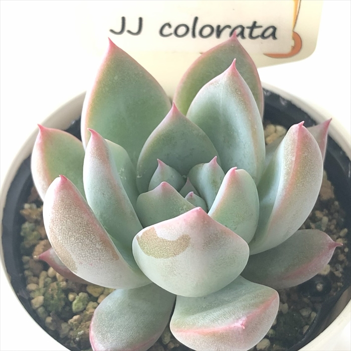 楽天市場】多肉植物 plkエケベリア JJcolorata （JJコロラータ） 多肉