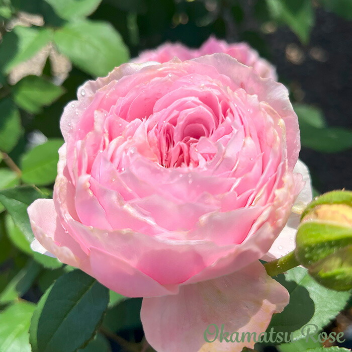 楽天市場】予約販売 バラ苗 バラ大苗 トイプー 契約品種 薔薇 ばら