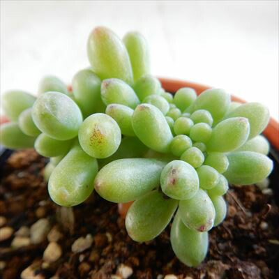 楽天市場】多肉植物 hmセダム都踊り 乙女心石化 多肉植物 セダム6cm