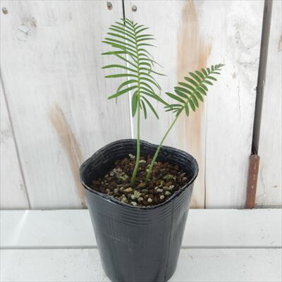 楽天市場】観葉植物 ディオーン エデュレ ソテツ 9cmポット 観葉植物