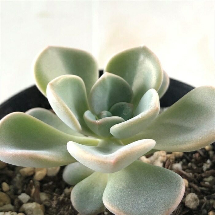 楽天市場】多肉植物 skエケベリア ピンクパイ 多肉植物 エケベリア 7.5