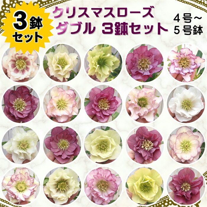 楽天市場】八重咲きクリスマスローズ ダブル 開花株 3鉢セット 4号〜5