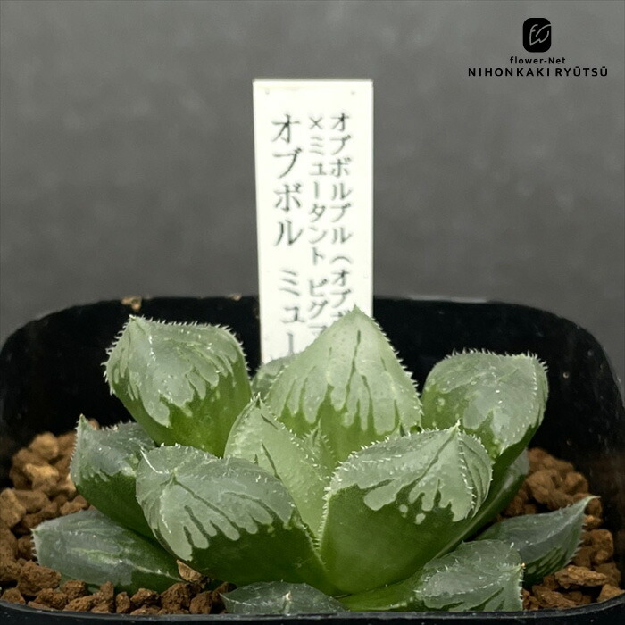 観葉植物 ハオルチア 錦」の人気商品一覧 | 安い商品を通販サイトから