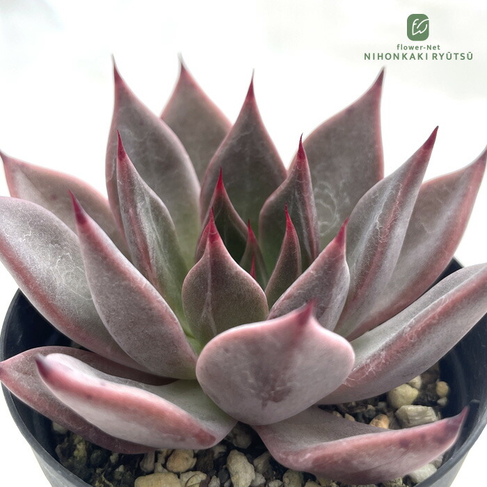 楽天市場】多肉植物 sw石蓮花 食べれる多肉植物 セキレンカ 血糖値低下