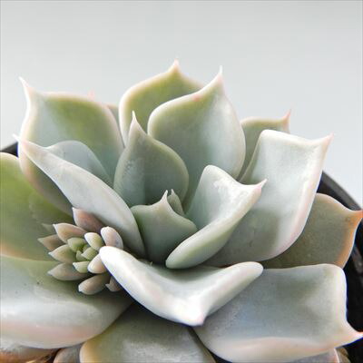 楽天市場】多肉植物 yukエケベリア リラシナ×turugida 多肉植物 優木園