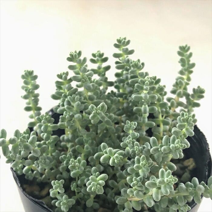 楽天市場】多肉植物 seセダム そよ風の天使 多肉植物 セダム ブレビ