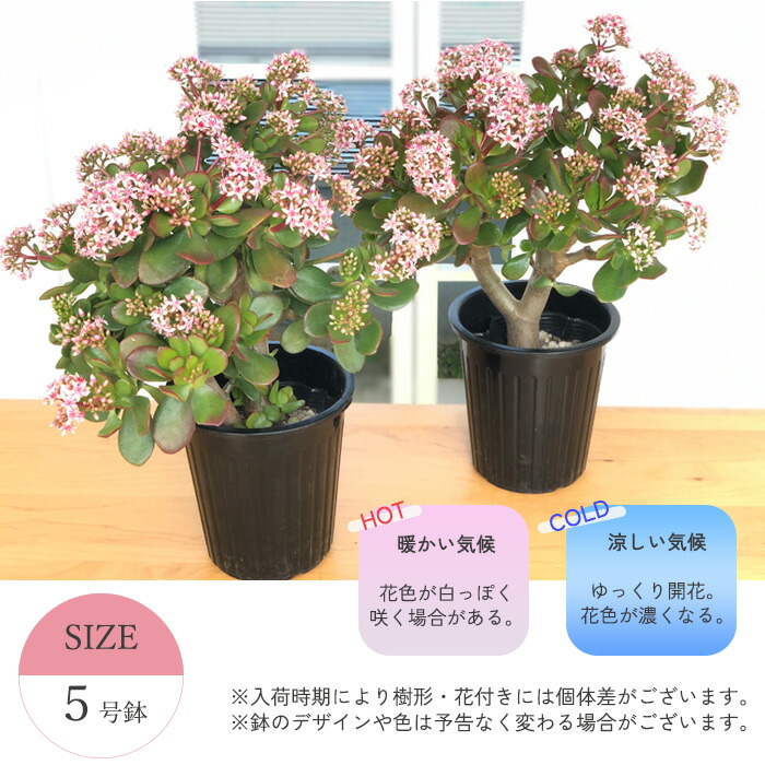 楽天市場】金のなる木 花いっぱい 桜花月 5号鉢 送料無料 カゲツ 花月