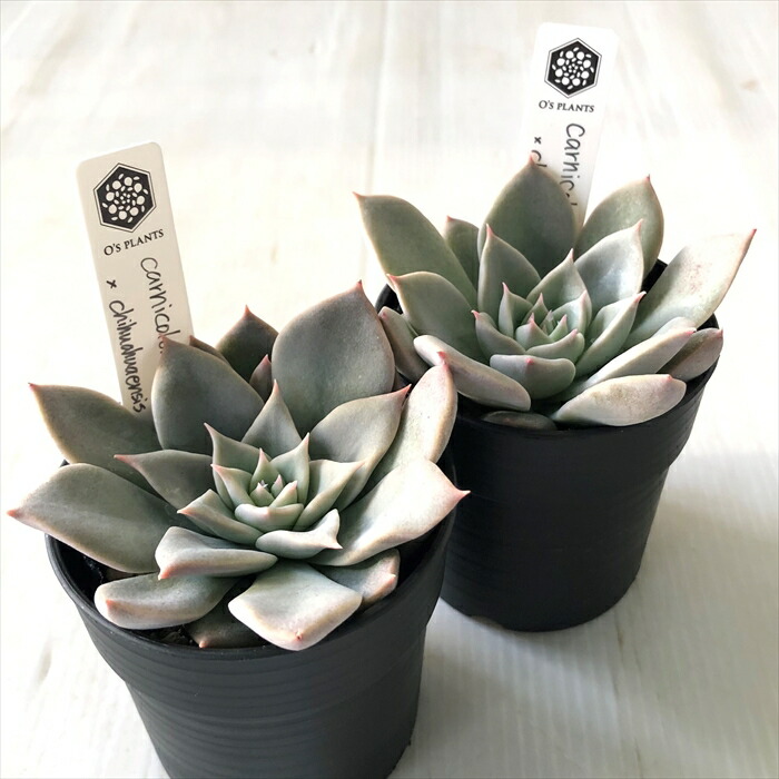 楽天市場】多肉植物 O'sエケベリア carnicolor grau/grey