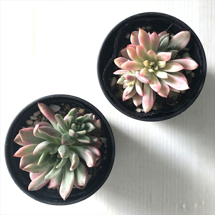 楽天市場】多肉植物 hmエケベリア グリーンエメラルド錦 多肉植物