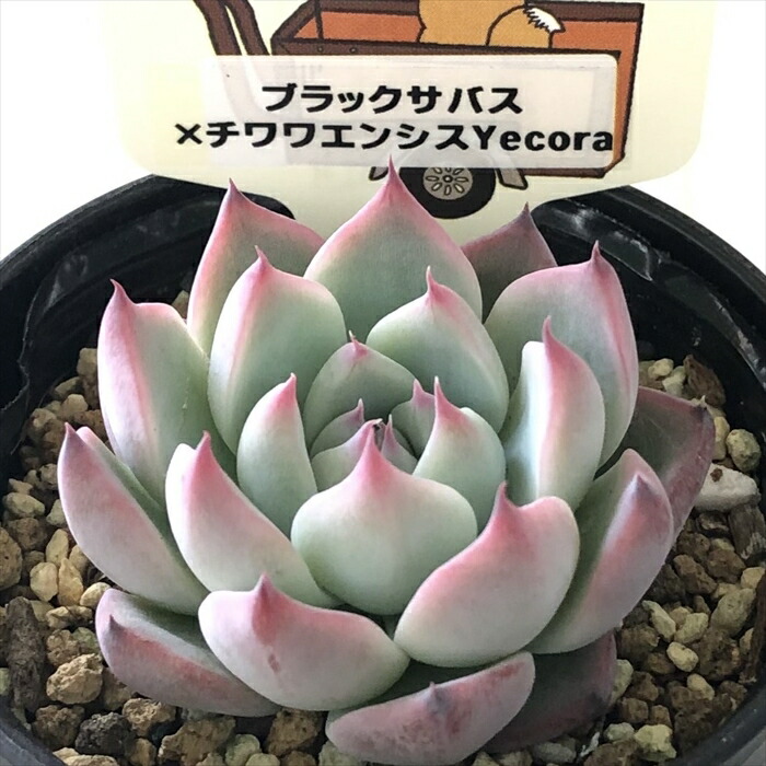 楽天市場】多肉植物 plkエケベリア ブラックサバス×チワワエンシス