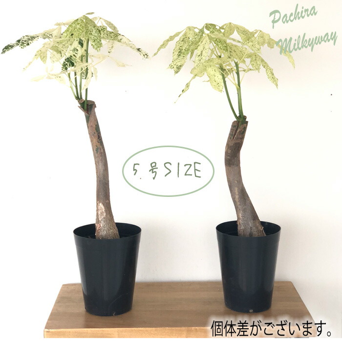 楽天市場】観葉植物 斑入りパキラ ミルキーウェイ 5号鉢 パキラ 送料